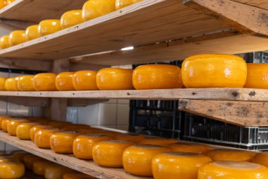 Hollanda, Kuzey Hollanda 'daki peynir fabrikasında inek sütünden elde edilen sert peynirli ahşap raflar, eski Hollanda peynir çiftliği.