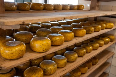 Hollanda, Kuzey Hollanda 'daki peynir fabrikasında inek sütünden elde edilen sert peynirli ahşap raflar, eski Hollanda peynir çiftliği.