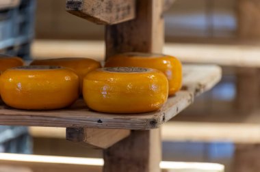 Hollanda, Kuzey Hollanda 'daki peynir fabrikasında inek sütünden elde edilen sert peynirli ahşap raflar, eski Hollanda peynir çiftliği.