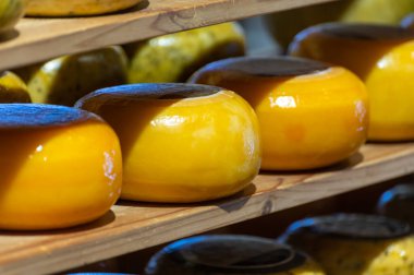 Hollanda, Kuzey Hollanda 'daki peynir fabrikasında inek sütünden elde edilen sert peynirli ahşap raflar, eski Hollanda peynir çiftliği.