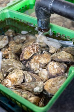 Zeeuwse creuse istiridyelerinin Zeeland, Yerseke, Hollanda 'daki deniz kabuğu yetiştirme çiftliğinde hasata hazır olduğu havuz ya da istiridye dolu su altı kutuları.