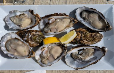 Yerseke 'de canlı istiridye, Oosterschelde, Zeeland, Hollanda' da taze Zeeuwse kremalı istiridye yemek ya da tatmak.