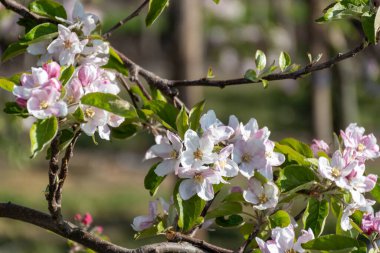 Çiçekli sıra sıra elma ağaçları pembe çiçekler, Zuid-Beveland, Zeeland 'de organik bahçeler, Hollanda' da gıda endüstrisi.