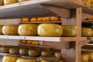 Hollanda, Kuzey Hollanda 'daki peynir fabrikasında inek sütünden elde edilen sert peynirli ahşap raflar, eski Hollanda peynir çiftliği.