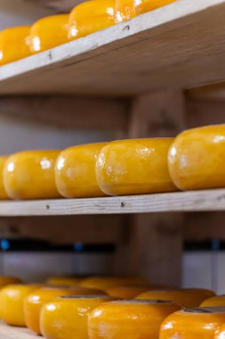 Hollanda, Kuzey Hollanda 'daki peynir fabrikasında inek sütünden elde edilen sert peynirli ahşap raflar, eski Hollanda peynir çiftliği.