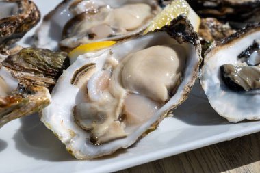 Yerseke 'de canlı istiridye, Oosterschelde, Zeeland, Hollanda' da taze Zeeuwse kremalı istiridye yemek ya da tatmak.