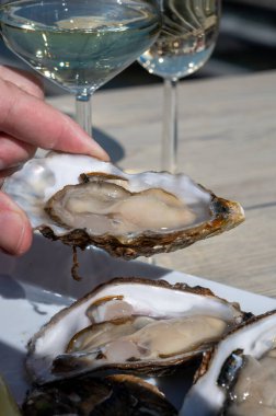 Yerseke 'de canlı istiridye, Oosterschelde, Zeeland, Hollanda' da taze Zeeuwse kremalı istiridye yemek ya da tatmak.