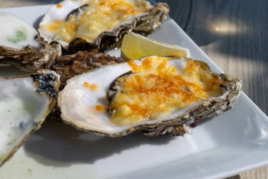Yerseke 'de canlı istiridye, Oosterschelde, Zeeland, Hollanda' da taze Zeeuwse kremalı istiridye yemek ya da tatmak.