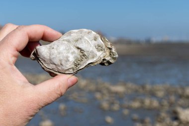 Oosterschelde 'de gelgit zamanı, çeşitli yabani deniz kabukları ve istiridyelerle dolu deniz dibi, Zeeland, Yerseke, Netherboys, vahşi deniz kabuğu istiridyesiyle el ele tutuşup yenebilir.