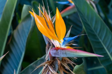 Strelitzia Reginae 'nin çiçeği, Tenerife' deki botanik bahçesinde renkli cennet kuşu.