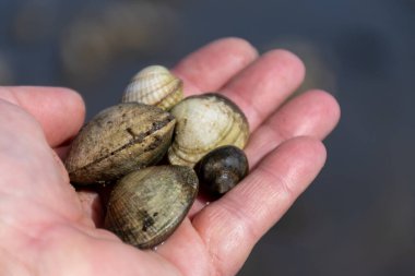 Oosterschelde 'de gelgit zamanı, çeşitli yaban kabukları ve istiridyelerle dolu deniz dibi, Zeeland, Yerseke, Netherboys, vahşi canlı deniz kabuklarıyla el ele tutuşup yenebilir.