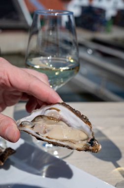 Yerseke 'de canlı istiridye, Oosterschelde, Zeeland, Hollanda' da taze Zeeuwse kremalı istiridye yemek ya da tatmak.