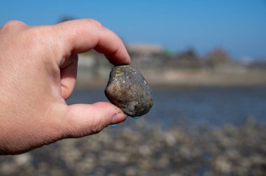 Oosterschelde 'de gelgit zamanı, çeşitli yabani deniz kabukları ve istiridyelerle dolu deniz dibi, Zeeland, Yerseke, Netherboys, vahşi deniz kabuğuyla el ele tutuşup yenmesine izin veriliyor.