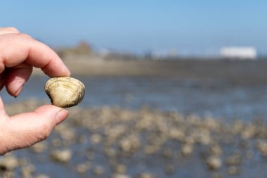 Oosterschelde 'de gelgit zamanı, çeşitli yabani deniz kabukları ve istiridyelerle dolu deniz dibi, Zeeland, Yerseke, Netherboys, vahşi deniz kabuğuyla el ele tutuşup yenmesine izin veriliyor.