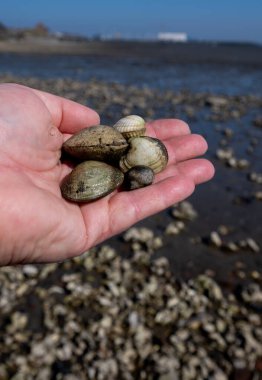 Oosterschelde 'de gelgit zamanı, çeşitli yaban kabukları ve istiridyelerle dolu deniz dibi, Zeeland, Yerseke, Netherboys, vahşi canlı deniz kabuklarıyla el ele tutuşup yenebilir.