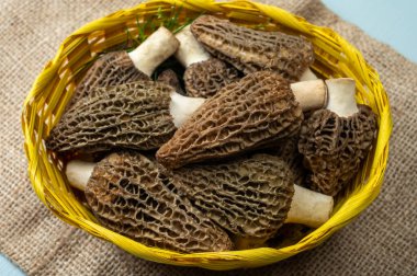 Çiğ bahar mantarları morşeller ya da gerçek mantarlar gurme aşçılar için yenilebilir kese mantarları, Katalan ve Fransız mutfağında, yenilebilir yabani mantarlar
