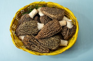 Çiğ bahar mantarları morşeller ya da gerçek mantarlar gurme aşçılar için yenilebilir kese mantarları, Katalan ve Fransız mutfağında, yenilebilir yabani mantarlar