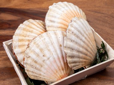 Atlantik Körfezi deniz tarakları, deniz kabukları ve deniz kabukları, kabuklar ve temizlenmiş, Normandiya 'da ya da Britanya' da, Fransa 'da balık pazarında günün avı.