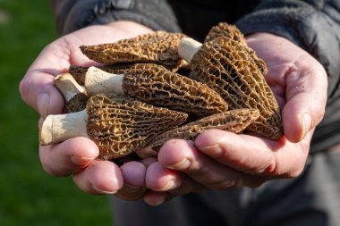Bahar mantarlarının yetiştirilmesi morşellalar ya da gerçek mantarlar gurme aşçılar için yenilebilir mantarlar, Katalan ve Fransız mutfağı, taze çiğ mantarlı işçi elleri
