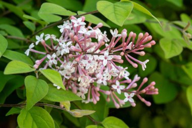 Renkli süs çiçekleri. Şırınga Meyeri Palibin sering, çalılı cüce adaçayı ve yakın plan büyümesi.