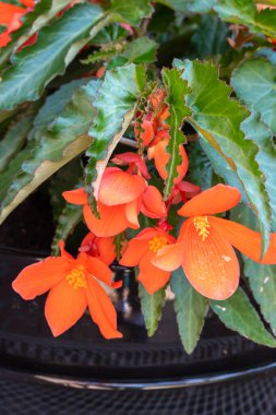 Asılı Şelale Pembesi ve Kırmızı Begonya çiçekleri rengarenk çan çiçekleri, bahçe bitkileri