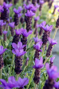 Lavandula stoechas çiçeği, İspanyol lavantası, üstü veya Fransız lavantası, Akdeniz havzasına özgü lavanta türleri.