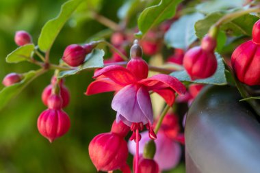 Bahar bahçesinde fuşya çiçeğinin renkli sallanan çiçekleri güneş ışığına kapanıyor.
