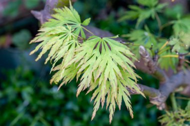 Japonya acer palmatum disektum akçaağaç yeşil yaprakları