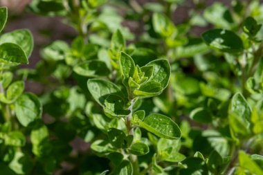 Botanik koleksiyonu, tıbbi, mutfak ve aromatik bitkiler yakın mesafede, Akdeniz mutfağı çeşnisi