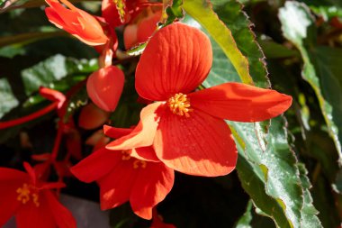 Asılı Şelale Pembesi ve Kırmızı Begonya çiçekleri rengarenk çan çiçekleri, bahçe bitkileri
