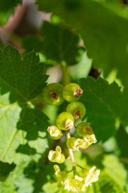 Meyve bahçesindeki üzümlü üzümlerden oluşan çiçek ve taze böğürtlen, biyo-bahçe.
