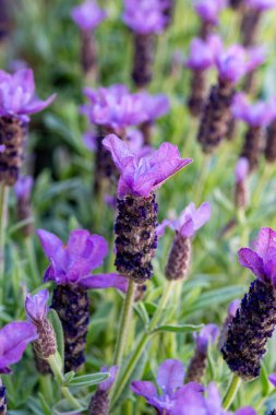Lavandula stoechas çiçeği, İspanyol lavantası, üstü veya Fransız lavantası, Akdeniz havzasına özgü lavanta türleri.