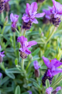 Lavandula stoechas çiçeği, İspanyol lavantası, üstü veya Fransız lavantası, Akdeniz havzasına özgü lavanta türleri.