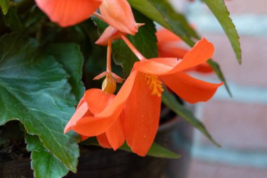 Asılı Şelale Pembesi ve Kırmızı Begonya çiçekleri rengarenk çan çiçekleri, bahçe bitkileri