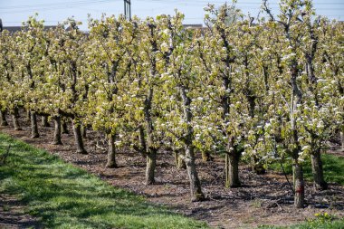 Çiçekli armut ağaçları, beyaz çiçekler, Zuid-Beveland, Zeeland 'de meyve bahçeleri, Hollanda' da gıda endüstrisi.