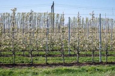 Çiçekli armut ağaçları, beyaz çiçekler, Zuid-Beveland, Zeeland 'de meyve bahçeleri, Hollanda' da gıda endüstrisi.