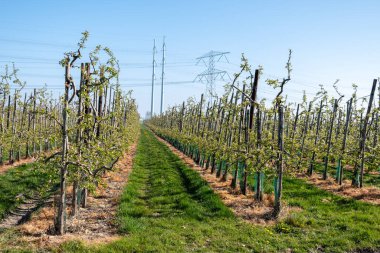 Çiçekli sıra sıra elma ağaçları pembe çiçekler, Zuid-Beveland, Zeeland 'de organik bahçeler, Hollanda' da gıda endüstrisi.