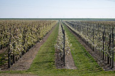 Çiçekli armut ağaçları, beyaz çiçekler, Zuid-Beveland, Zeeland 'de meyve bahçeleri, Hollanda' da gıda endüstrisi.