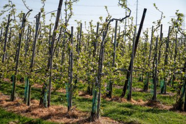 Çiçekli sıra sıra elma ağaçları pembe çiçekler, Zuid-Beveland, Zeeland 'de organik bahçeler, Hollanda' da gıda endüstrisi.