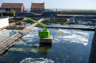 Zeeuwse creuse istiridyelerinin Zeeland, Yerseke, Hollanda 'daki deniz kabuğu yetiştirme çiftliğinde hasata hazır olduğu havuz ya da istiridye dolu su altı kutuları.