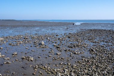 Gelgit zamanı Yerseke 'deki Oosterschelde' ye bakın, çeşitli yabani deniz kabukları ve istiridyelerin toplanıp yenmesine izin veriliyor, Zeeland, Hollanda