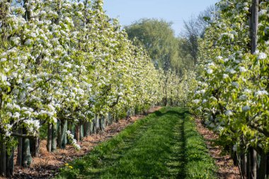 Çiçekli armut ağaçları, beyaz çiçekler, Zuid-Beveland, Zeeland 'de meyve bahçeleri, Hollanda' da gıda endüstrisi.