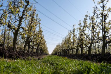 Çiçekli armut ağaçları, beyaz çiçekler, Zuid-Beveland, Zeeland 'de meyve bahçeleri, Hollanda' da gıda endüstrisi.