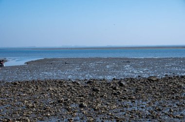 Gelgit zamanı Yerseke 'deki Oosterschelde' ye bakın, çeşitli yabani deniz kabukları ve istiridyelerin toplanıp yenmesine izin veriliyor, Zeeland, Hollanda
