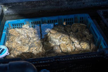 Zeeuwse creuse istiridyelerinin Zeeland, Yerseke, Hollanda 'daki deniz kabuğu yetiştirme çiftliğinde hasata hazır olduğu havuz ya da istiridye dolu su altı kutuları.