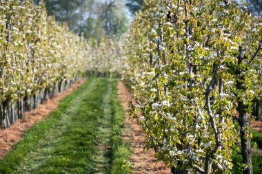 Çiçekli armut ağaçları, beyaz çiçekler, Zuid-Beveland, Zeeland 'de meyve bahçeleri, Hollanda' da gıda endüstrisi.