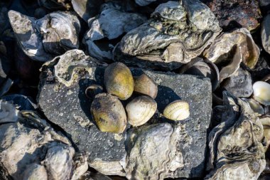 Oosterschelde 'de gelgit zamanı, çeşitli yaban kabukları ve istiridyelerle deniz dibi, Zeeland, Yerseke, Netherboys, doğal deniz ürünleri konsepti.