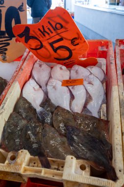Oostende, Kuzey Denizi, Belçika 'da günün avı. Taze turbot, bot, bitkisel balıklar yakın plan.