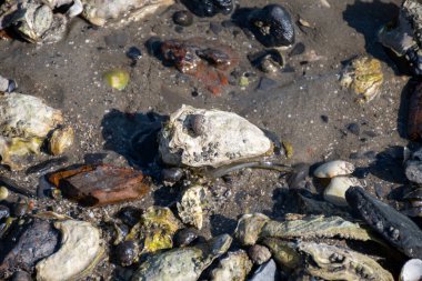 Oosterschelde 'de gelgit zamanı, çeşitli yaban kabukları ve istiridyelerle deniz dibi, Zeeland, Yerseke, Netherboys, doğal deniz ürünleri konsepti.