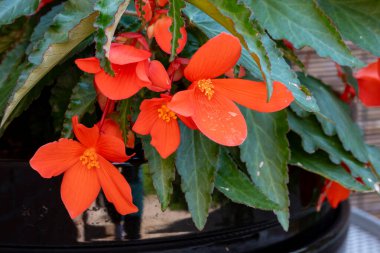 Asılı Şelale Pembesi ve Kırmızı Begonya çiçekleri rengarenk çan çiçekleri, bahçe bitkileri